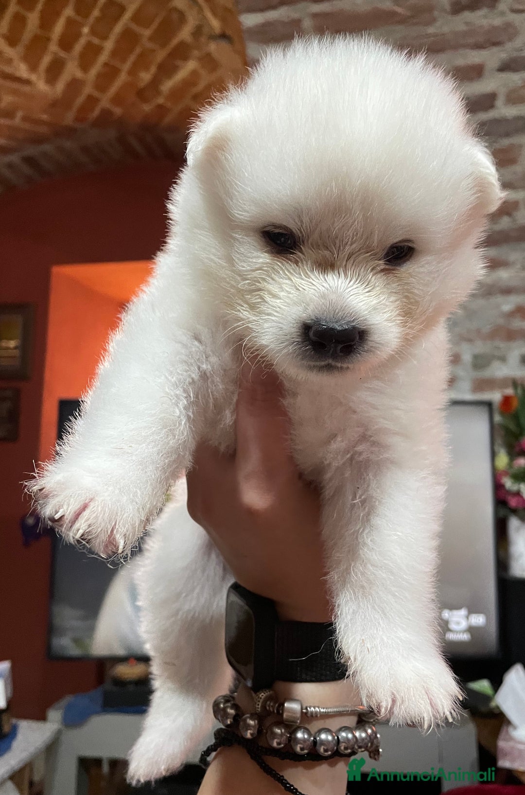 Akita Inu cani in vendita: 🌸 Hime Sakura cerca una famiglia 🌸 a Città Metropolitana di Torino - Immagine 5