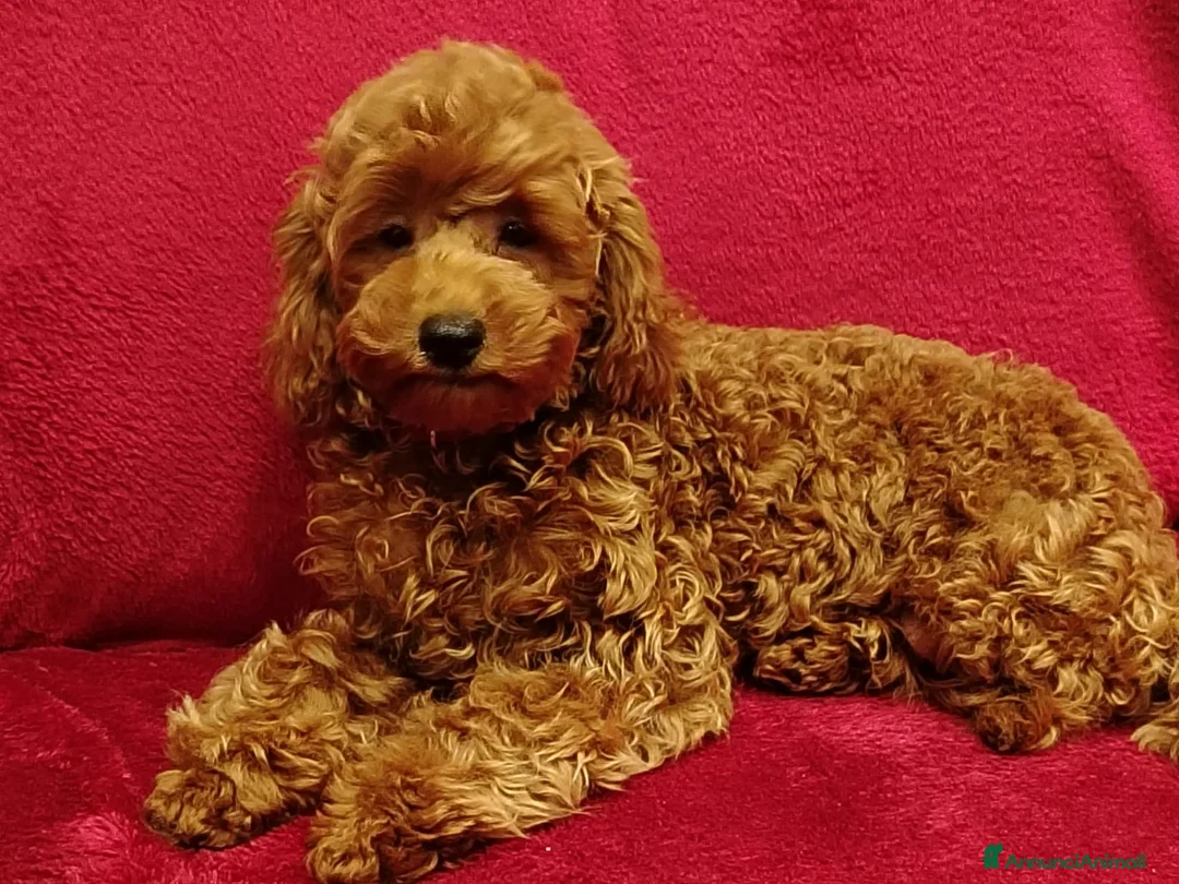 Barboncino Toy cani in vendita: Barboncino toy - Annuncio 3