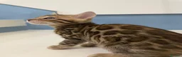 Bengala gatti in vendita: Cuccioli bengala - Annuncio 3