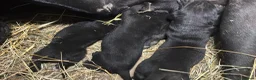 Cane Corso cani in vendita: Cuccioli neri di Cane Corso - Annuncio 9