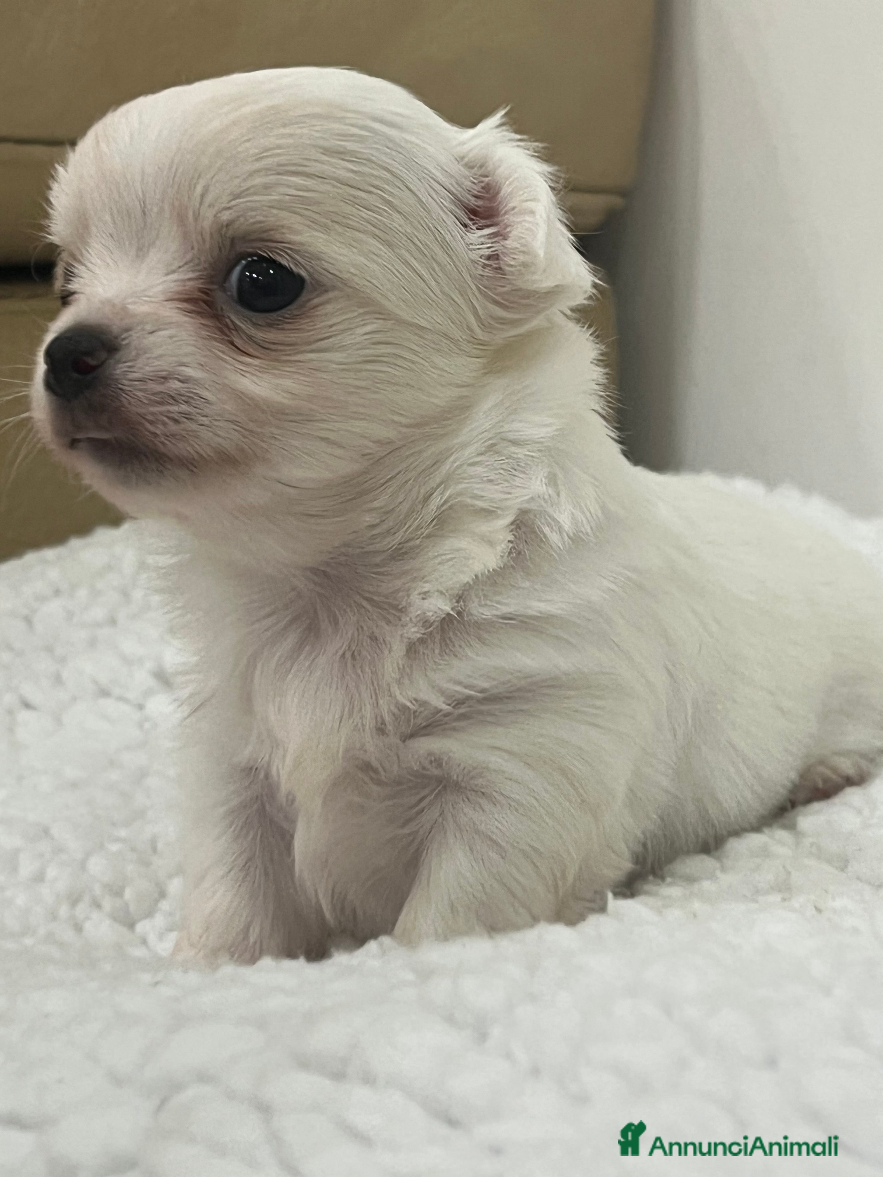 Chihuahua cani Chihuahua cucciola femmina  - Annuncio 3