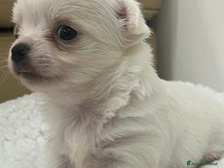 Chihuahua cani Chihuahua cucciola femmina - Annuncio 1