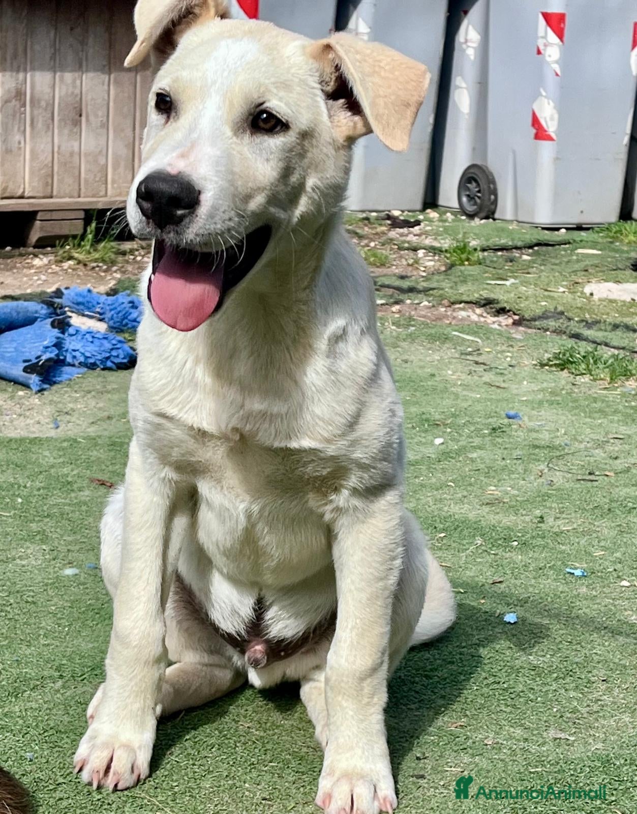Meticcio cani Cucciolo simil Labrador  - Annuncio 19