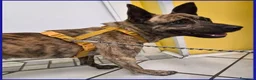Meticcio cani in regalo: GEOLIER, CUCCIOLONE 1 ANNO - Annuncio 7