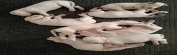 Dogo Argentino cani in vendita: Disponibili cuccioli di Dogo Argentino  - Annuncio 3