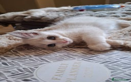 Ragdoll gatti in vendita: Ragdoll  con Pedigree .Pagamento anche a rate  a Province of Asti - Immagine 5