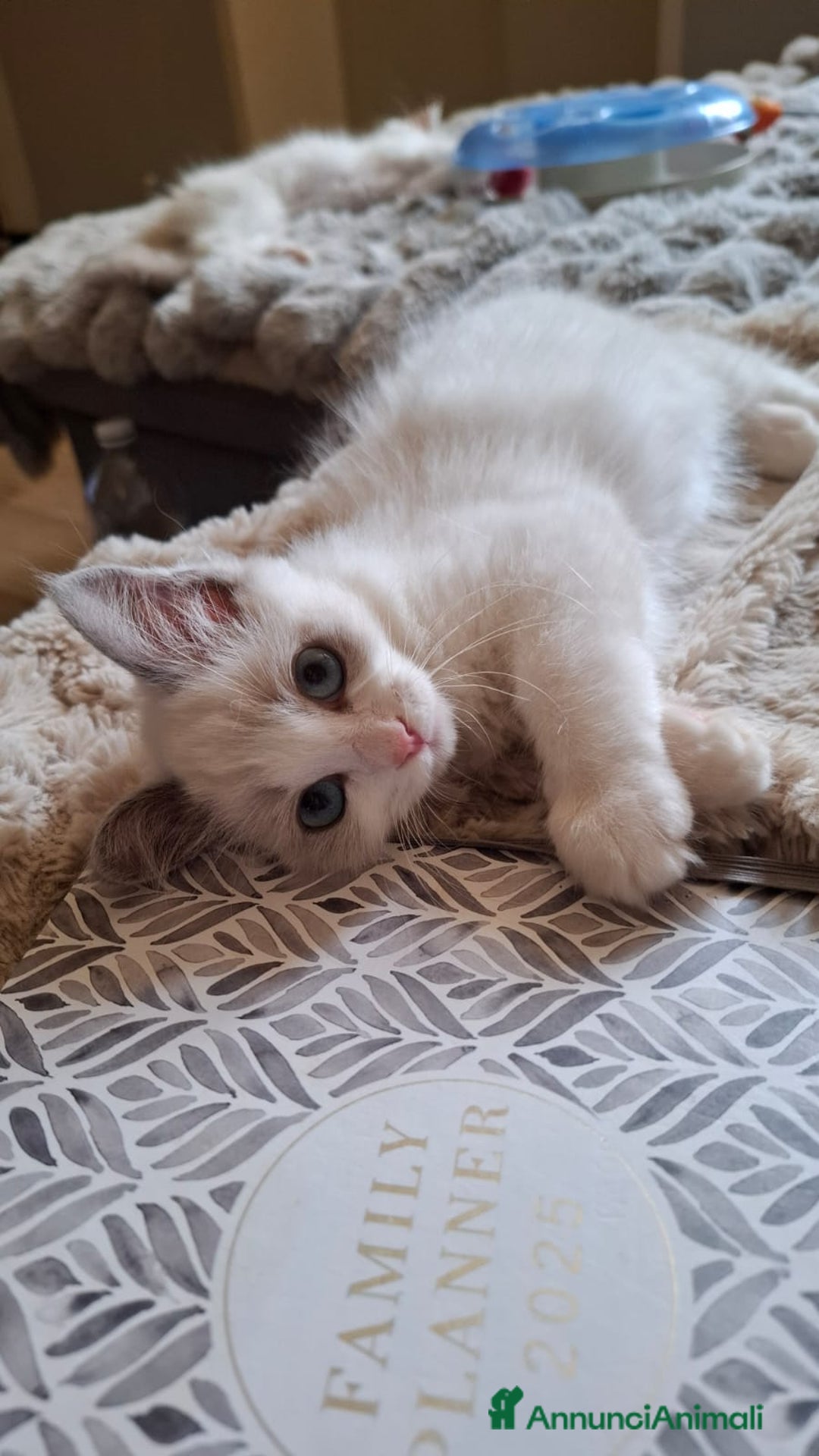Ragdoll gatti in vendita: Ragdoll  con Pedigree .Pagamento anche a rate  a Province of Asti - Immagine 5