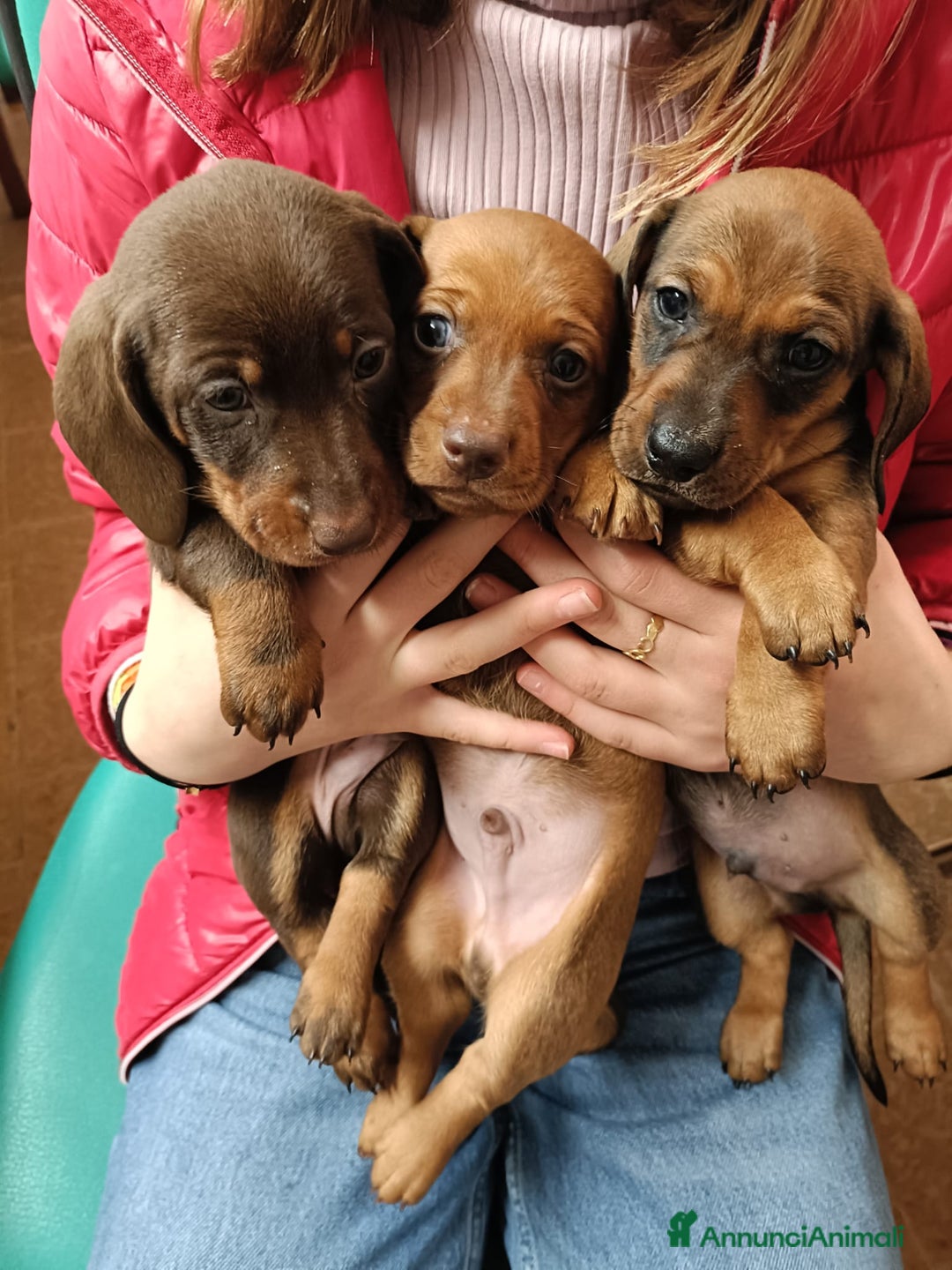 Bassotto cani in vendita: Bassotto Tedesco Standard - Annuncio 5