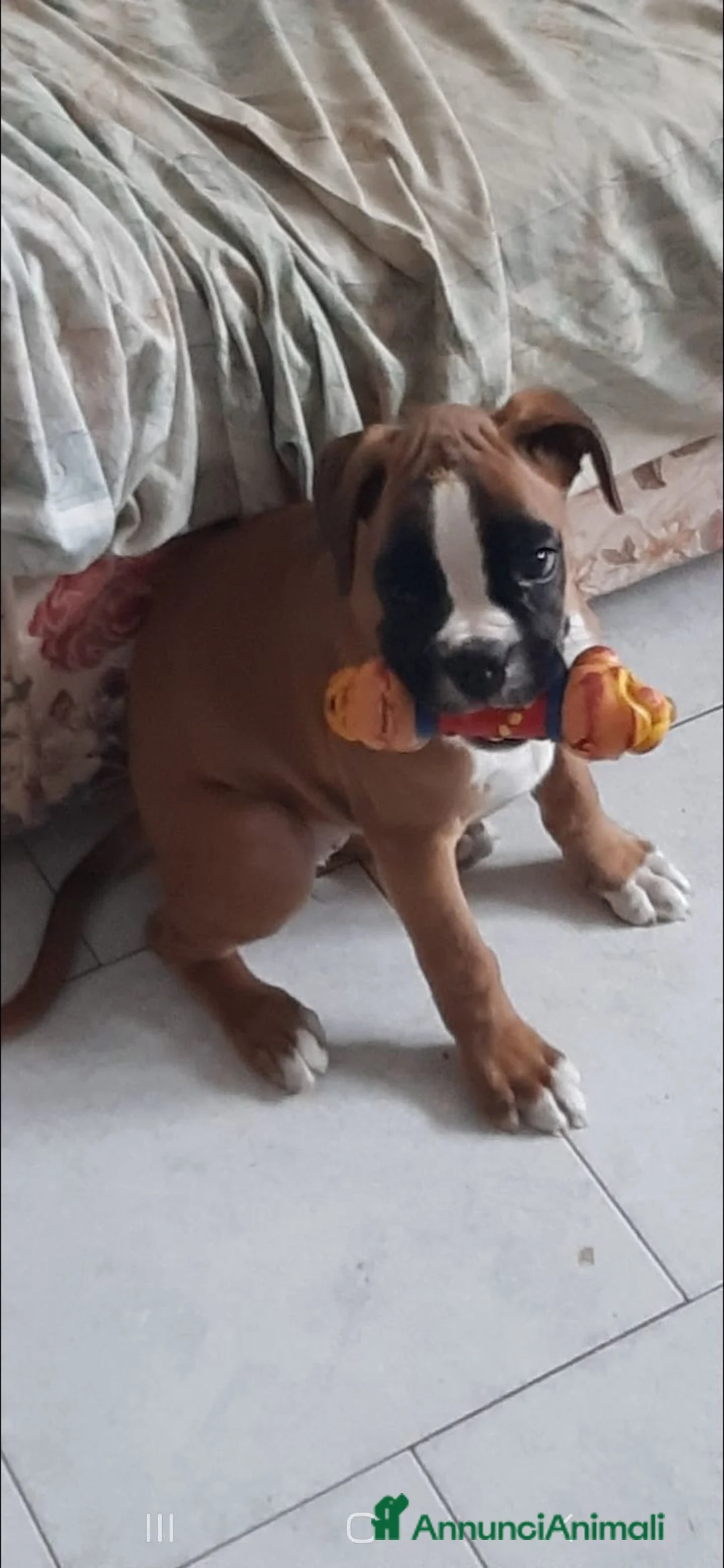 Boxer cani in vendita: Boxer Cuccioli - Annuncio 3