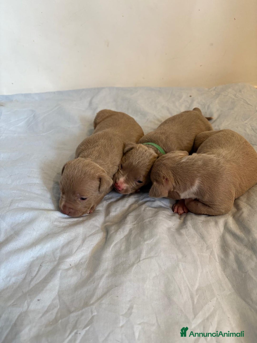 American Bully cani in vendita: American bully xl - Annuncio 5