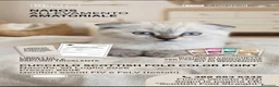 Scottish gatti in vendita: Schottish Highland fold & straight - Annuncio 2