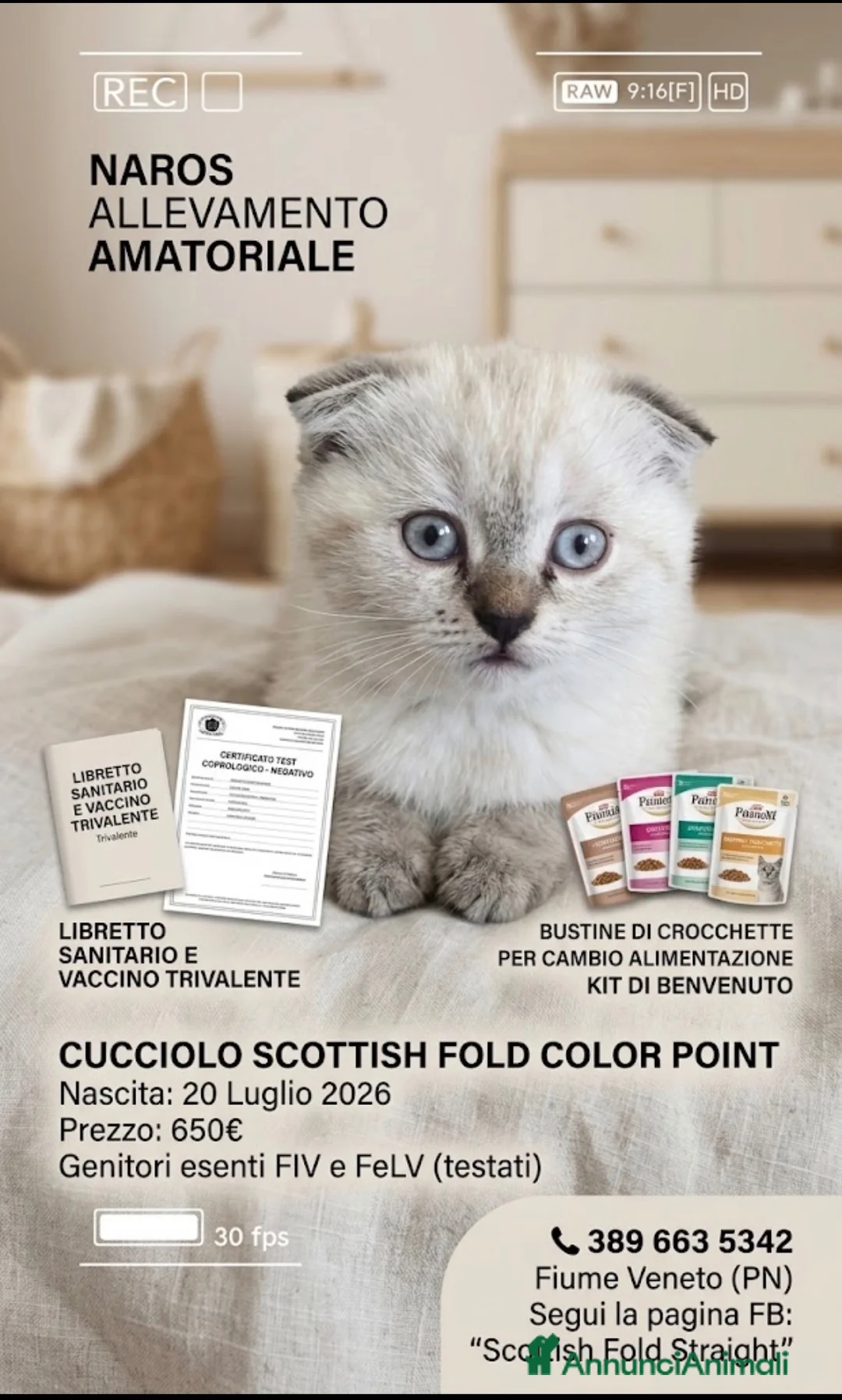 Scottish gatti in vendita: Schottish Highland fold & straight - Annuncio 2