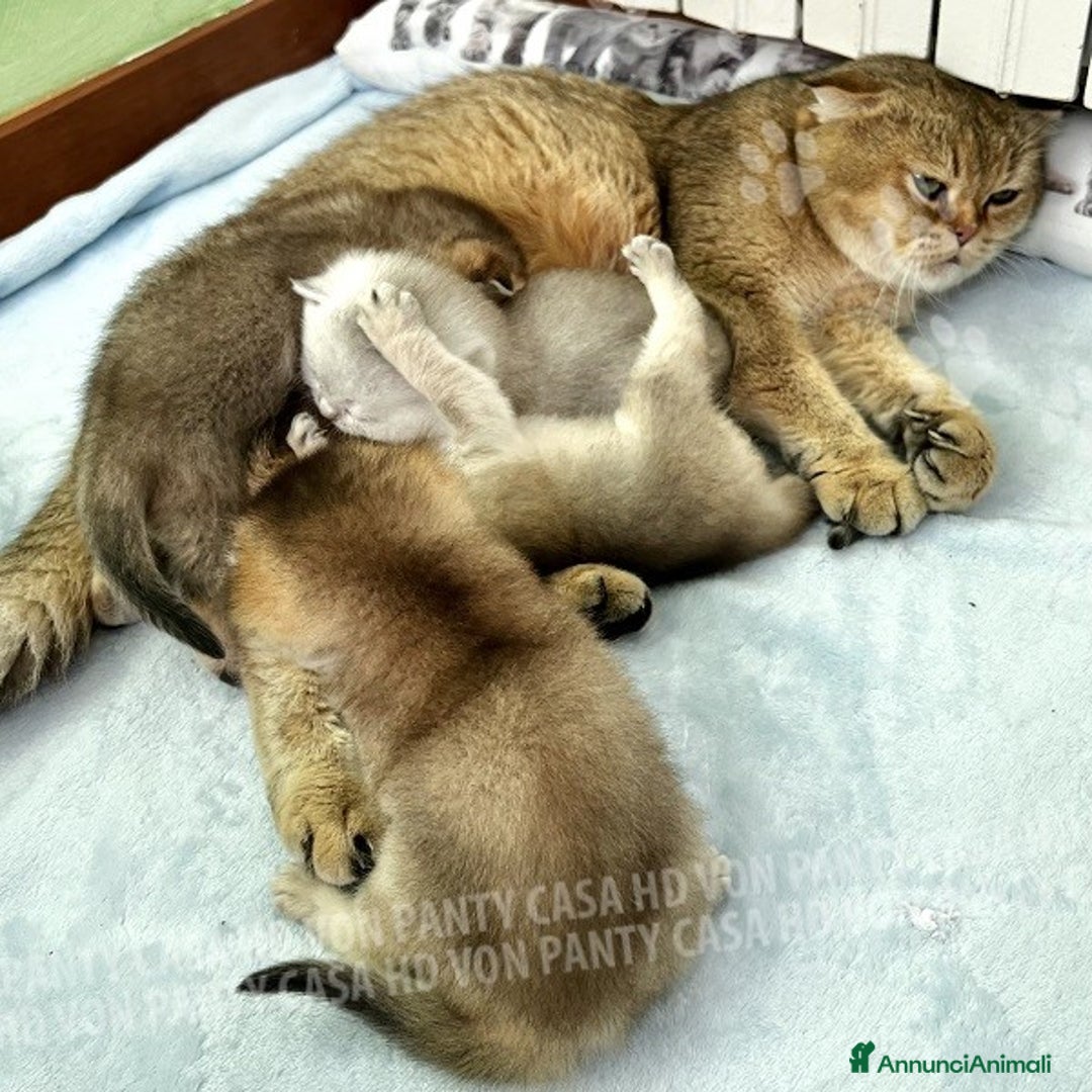Scottish gatti in vendita: Cucciole Scottish Fold - Annuncio 14