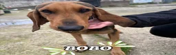 Segugio cani in regalo: BOBO 💙 - timido e dolce, mai amato e abbandonato a Provincia di Arezzo - Annuncio 1