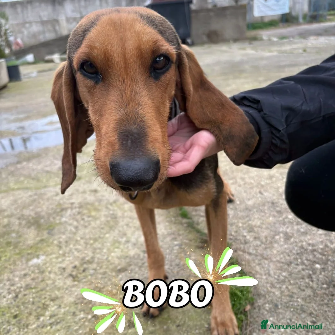 Segugio cani in regalo: BOBO 💙 - timido e dolce, mai amato e abbandonato a Provincia di Arezzo - Annuncio 1