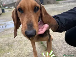 Segugio cani BOBO 💙 - timido e dolce, mai amato e abbandonato - Annuncio 1