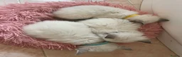 Ragdoll gatti in vendita: Ragdoll maschio - Annuncio 12