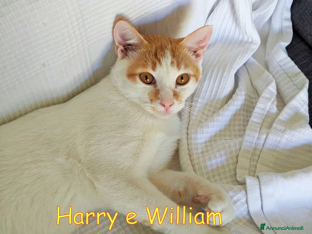 Europeo gatti in regalo: Harry &William. Fratelli inseparabili. - Annuncio 1