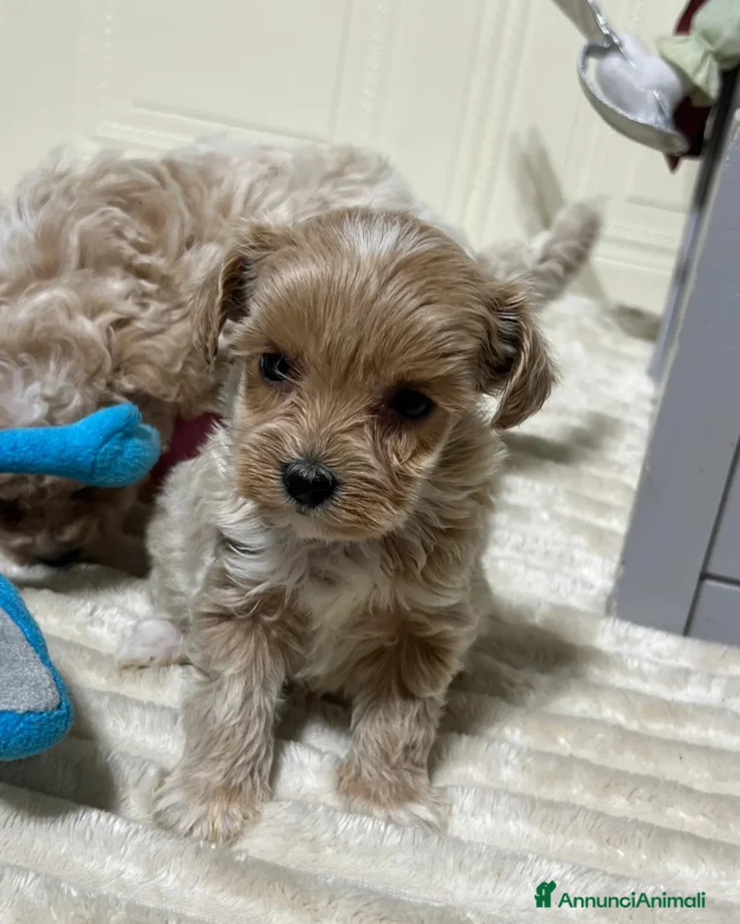 Maltipoo cani in vendita: 🩷3 splendidi cuccioli di Maltipoo🩷 - Annuncio 1