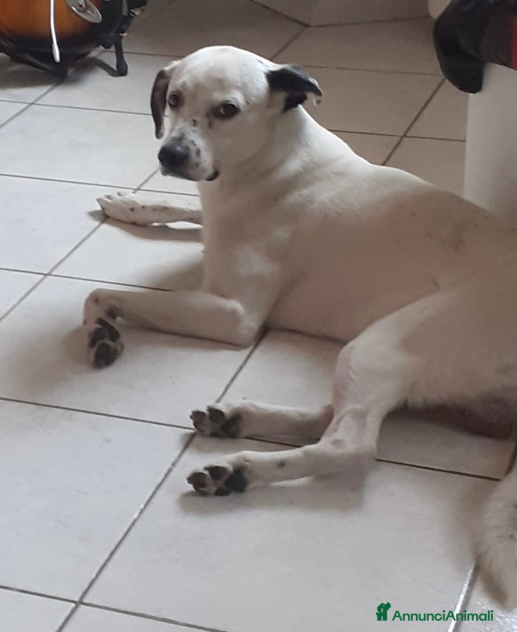 Dalmata cani Atlas splendido simil dalmata  - Annuncio 2