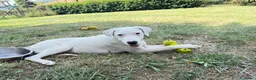 Meticcio cani in regalo: Alina  a Provincia di Siena - Annuncio 2