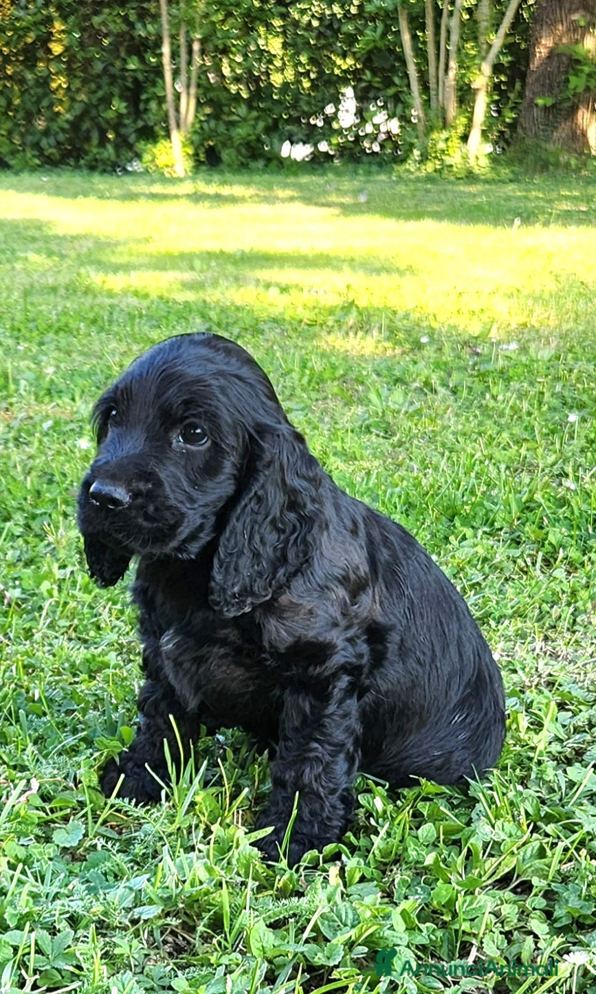Cocker cani in vendita: Cuccioli di Cocker - Annuncio 4