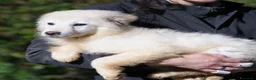 Meticcio cani in regalo: ADALGISA - Annuncio 5