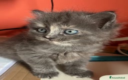 Siberiano gatti in vendita: Gatti siberiani  a Provincia di Biella - Immagine 7