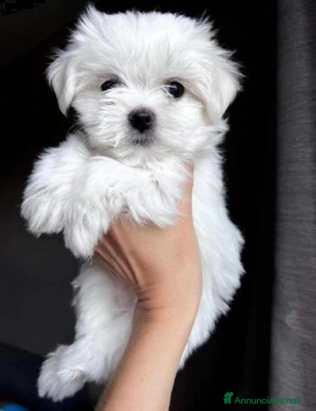 Maltese cani in vendita: Cuccioli di maltese - Annuncio 7