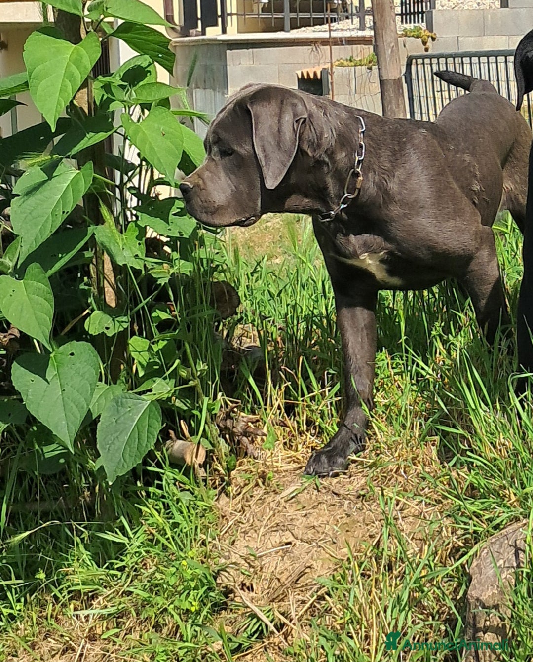 Cane Corso cani in vendita: spettacolari cuccioli di cane Corso  - Annuncio 17