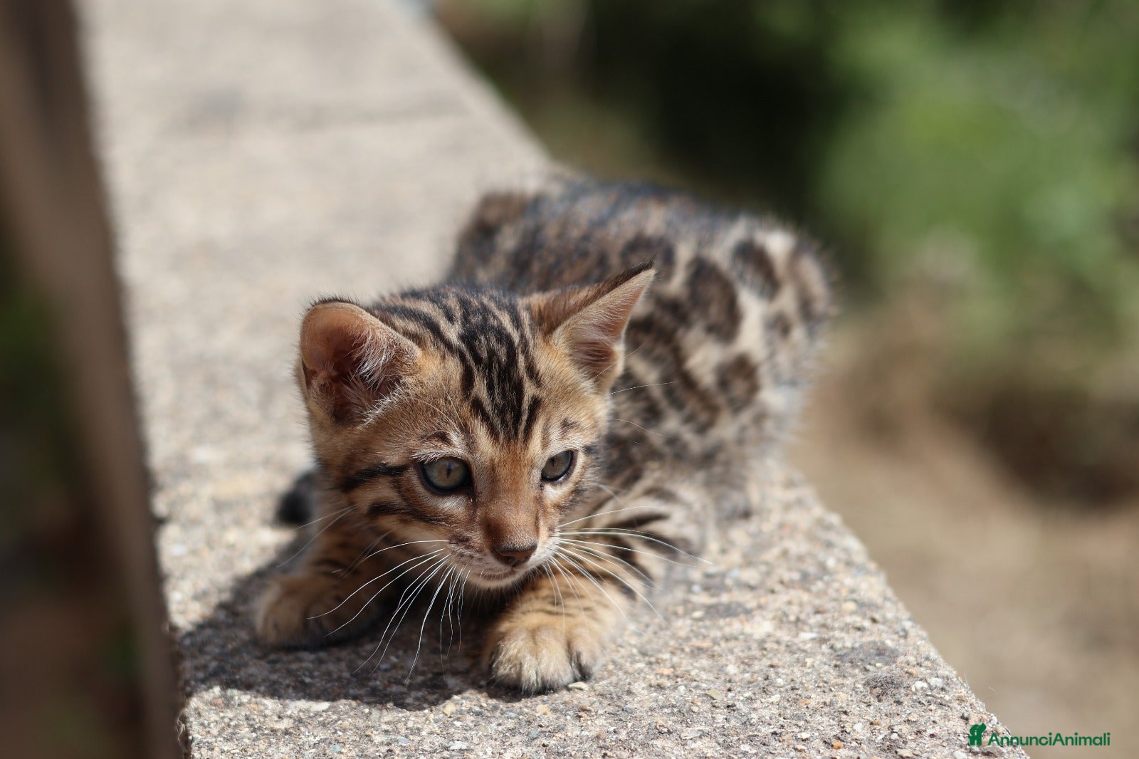 Bengala gatti Cuccioli Bengala - Annuncio 2