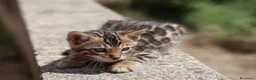 Bengala gatti in vendita: Cuccioli Bengala a Provincia di Cosenza - Annuncio 1
