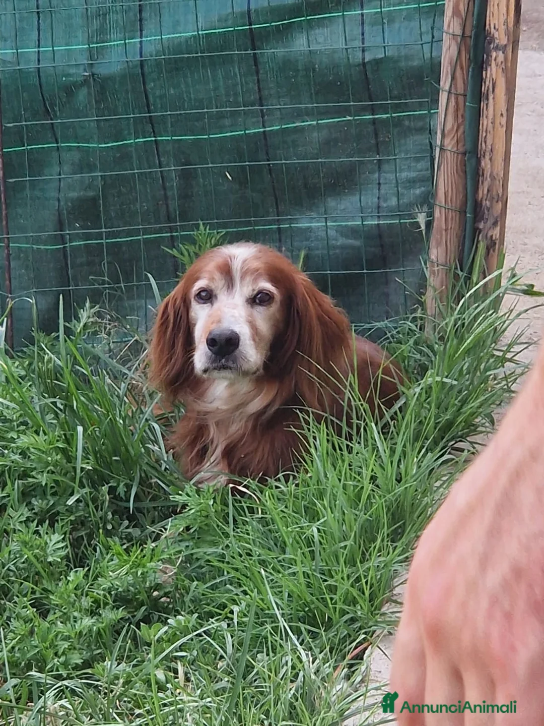 Setter Irlandese cani in vendita: Cuccioli di Setter Irlandesi - Annuncio 5