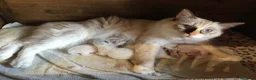 Ragdoll gatti in vendita: Ragdoll maschietti Red e Seal con pedigree - Annuncio 21