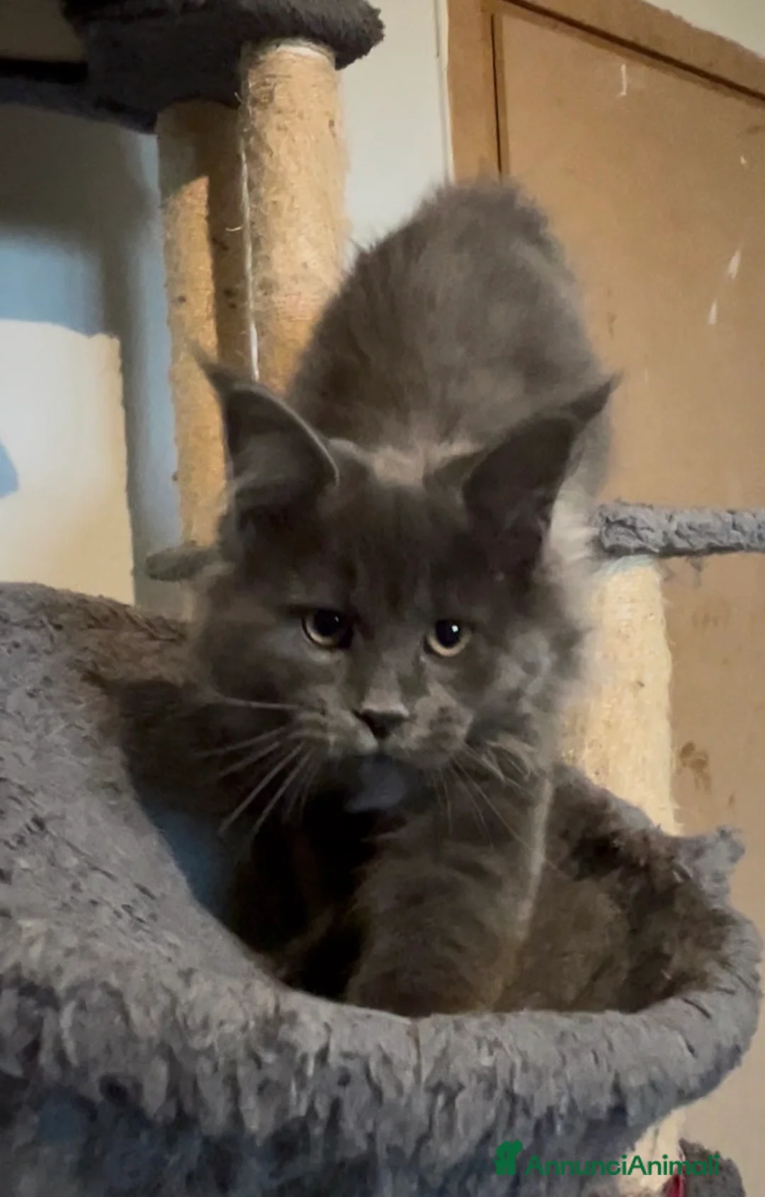 Maine Coon gatti in vendita: Cucciolo di Maine Coon, genitori testati a Provincia di Reggio Emilia - Annuncio 2