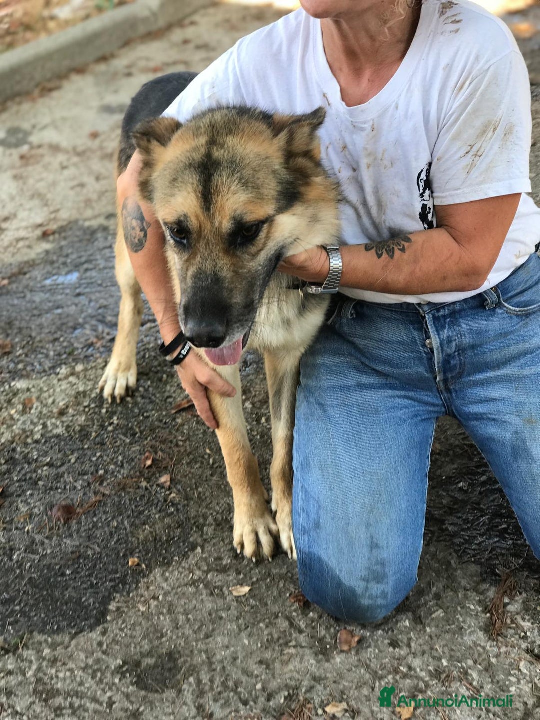 Meticcio cani in regalo: Whisky derivato pastore tedesco in adozione a Provincia di Latina - Annuncio 3
