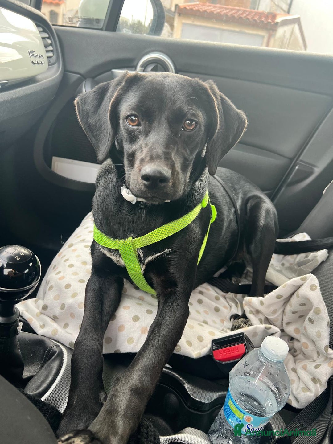 Meticcio cani in regalo: Mora  - Annuncio 1