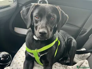 Meticcio cani in regalo: Mora - Annuncio 4