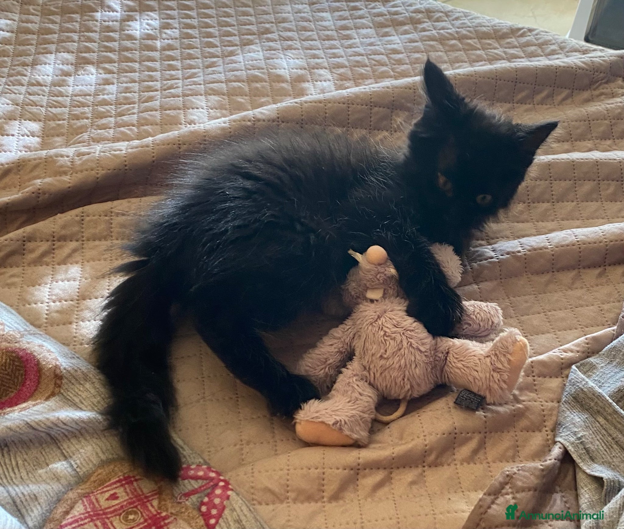 Europeo gatti in regalo: Regalasi bellissimo gattino a pelo lungo a Libero consorzio comunale di Caltanissetta - Annuncio 4