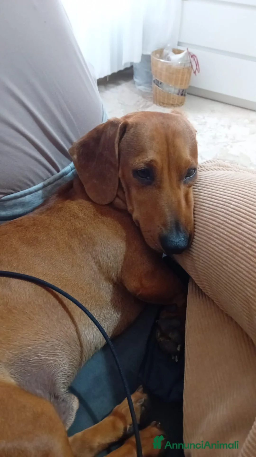 Bassotto cani per accoppiamento: Pablo cerca moglie - Annuncio 3