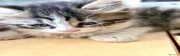 Europeo gatti in regalo: Gattini 2 mesi femmina e maschi - Annuncio 4