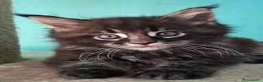 Maine Coon 3