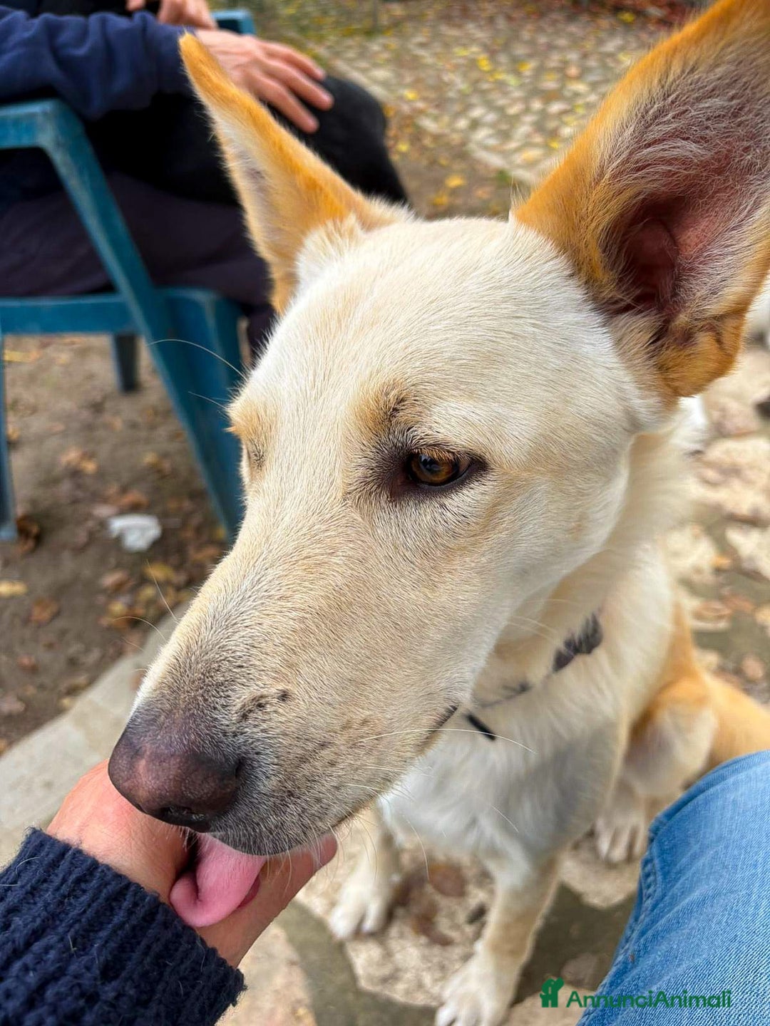 Meticcio cani in regalo: ROMEO 💙 -  vi farà innamorare! Energia pura! - Annuncio 4