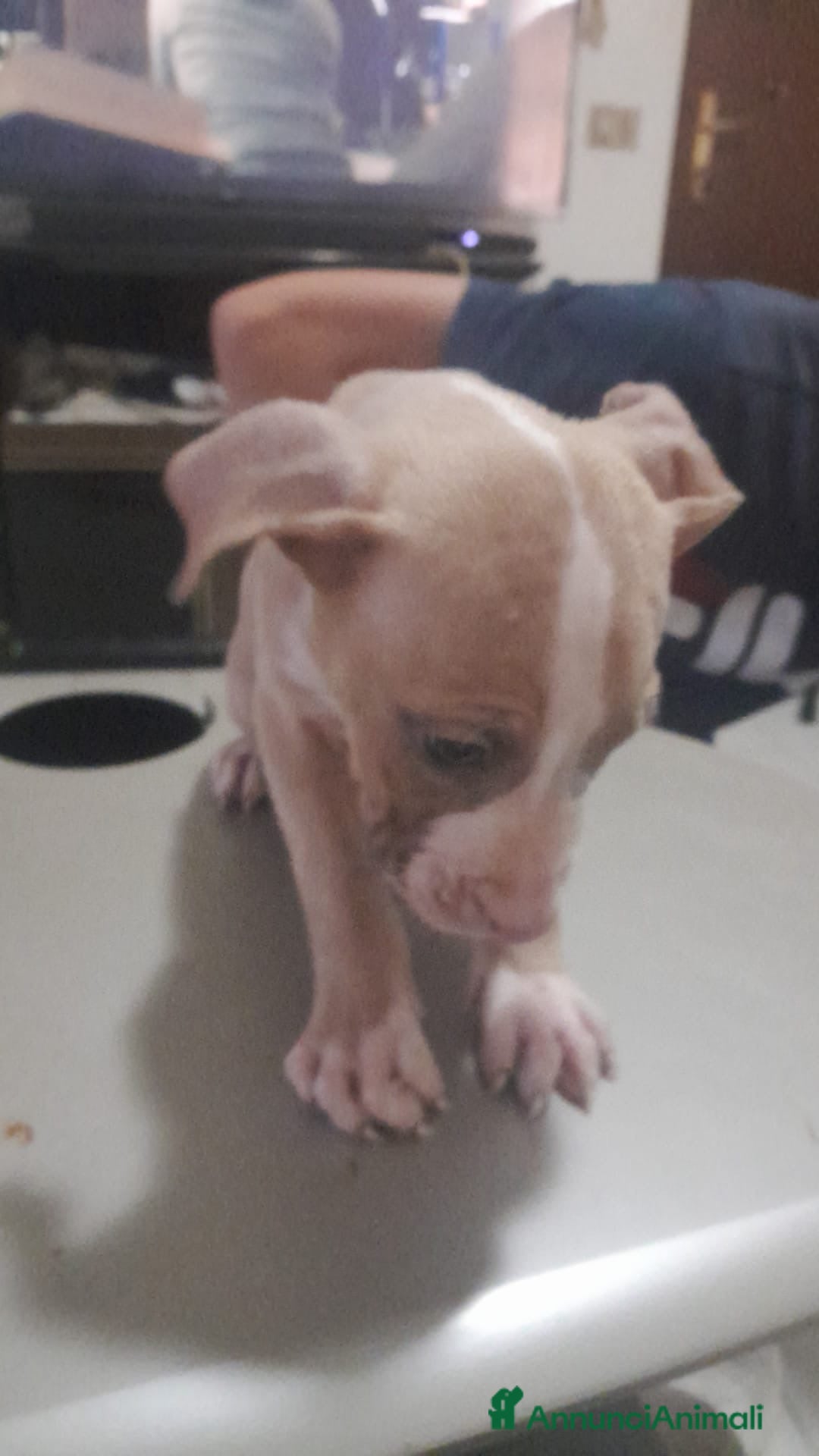 Pitbull cani in vendita: CUCCIOLI DI PITBULL a Provincia di Viterbo - Immagine 22