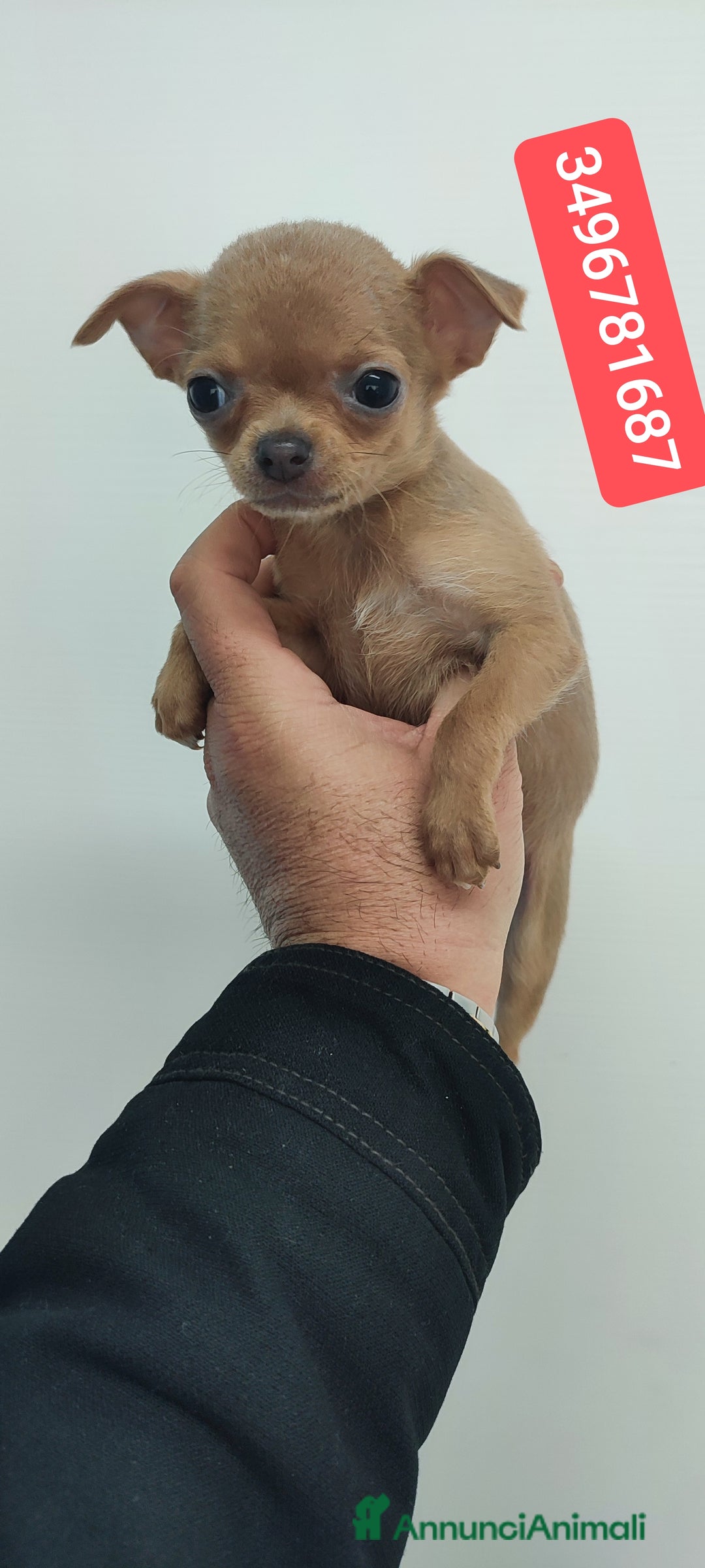 Chihuahua cani in vendita: CHIHUAHUA stupenda cucciolina  - Annuncio 1