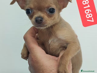 Chihuahua cani CHIHUAHUA stupenda cucciolina - Annuncio 1