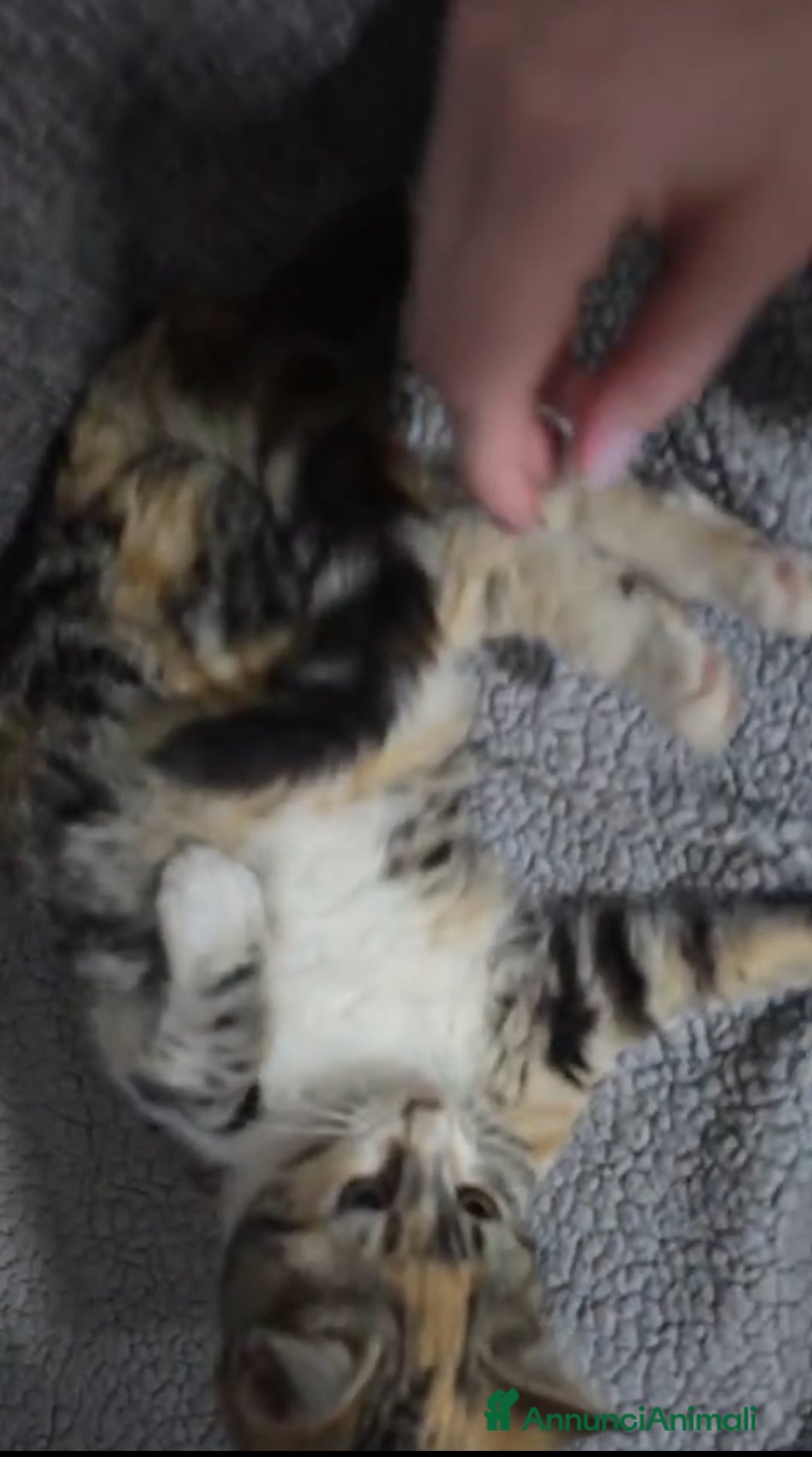 Altre razze gatti in regalo: GATTINA - Annuncio 5