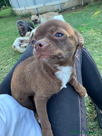 Chihuahua cani - Annuncio 8