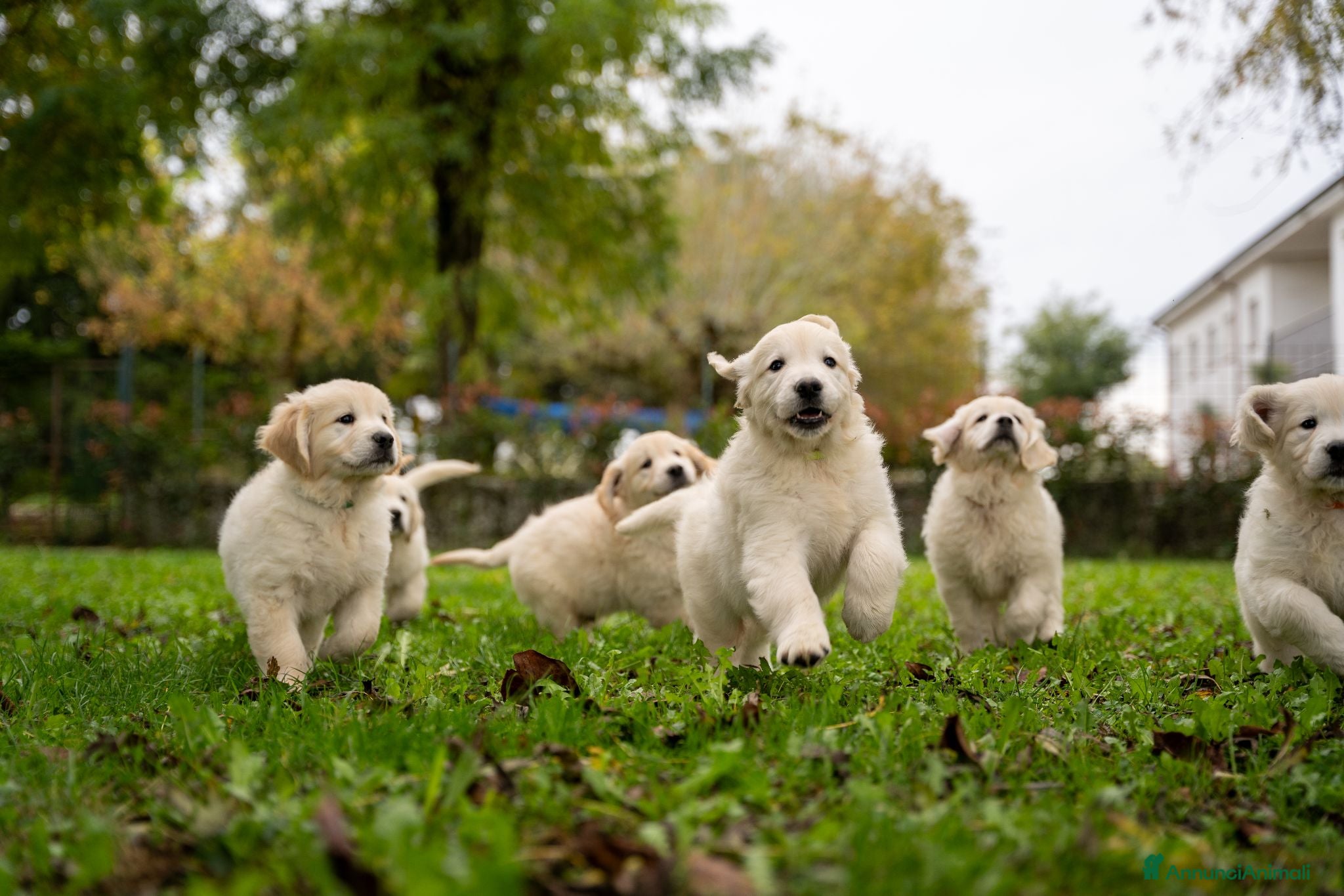 Golden Retriever cani cuccioli golden retriever - Annuncio 1