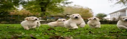 Golden Retriever cani in vendita: cuccioli golden retriever - Annuncio 1
